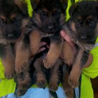 Cuccioli di pastore tedesco