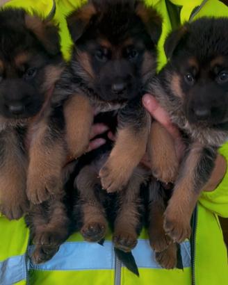 Cuccioli di pastore tedesco
