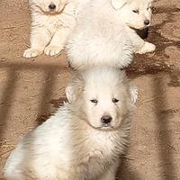 Cuccioli di Maremmano-Abruzzese con pedigree