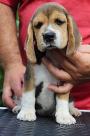 Cucciola di Beagle alta genealogia