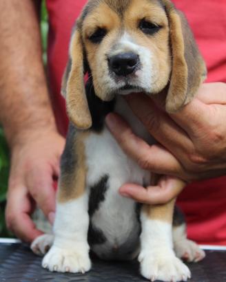Cucciola di Beagle alta genealogia