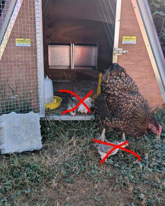 Gallina ornamentale wyandotte