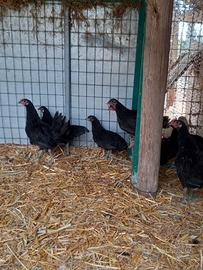 Coppia gallo e gallina razza valdarno