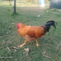 Galli