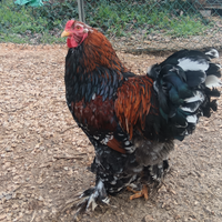 Gallo Bhrama Millefiori