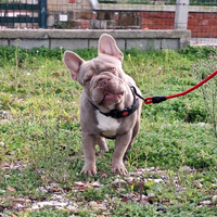 Stallone BIG Rope Isabella New Shade Monta/Vendita