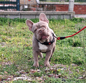 Stallone BIG Rope Isabella New Shade Monta/Vendita