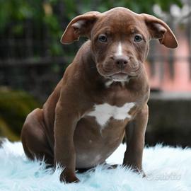 Cucciole di American Bully XL