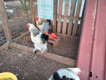 Gallo brama bianco columbia