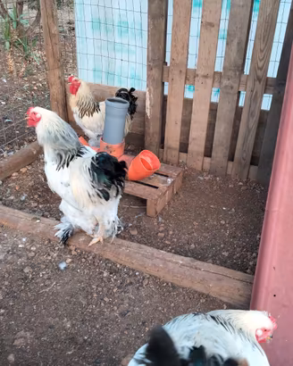 Gallo brama bianco columbia