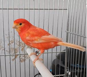 Canarino Arancione Rosso