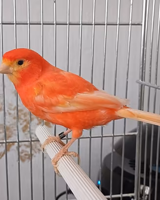 Canarino Arancione Rosso