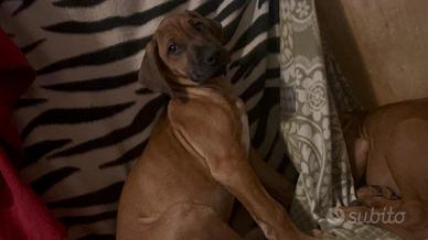 Cuccioli di Rhodesian-Ridgeback