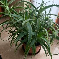 Pianta  aloe arborescens
