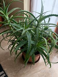 Pianta  aloe arborescens