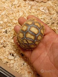 Tartaruga sulcata