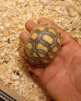 Tartaruga sulcata