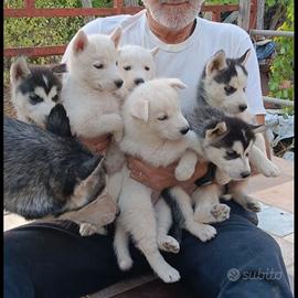 Husky puri  di 60 giorni