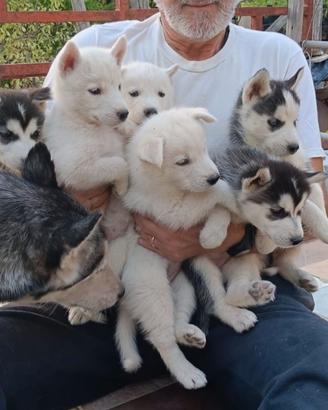 Husky puri  di 60 giorni