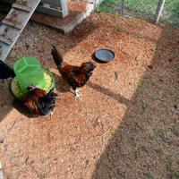 Galli padovane e galline