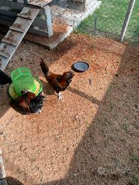 Galli padovane e galline