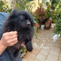 Cucciolona spitz Pomerania nano