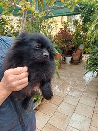 Cucciolona spitz Pomerania nano