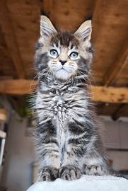 Maine coon
