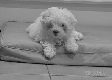 Maltese