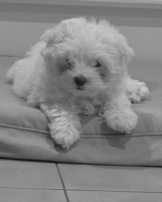 Maltese
