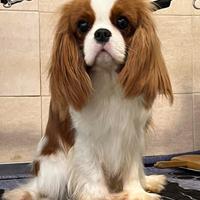 Cavalier King cuccioli