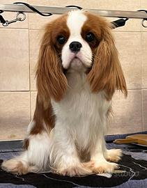 Cavalier King cuccioli
