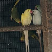 Parrocchetti dal collare 2025