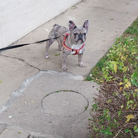 Bulldog francese blu merle