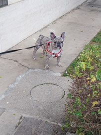 Bulldog francese blu merle