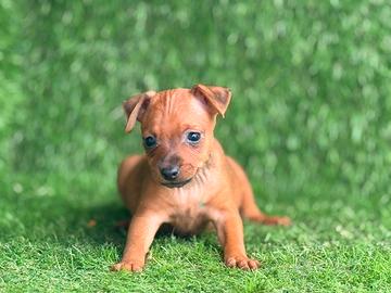 Pinscher