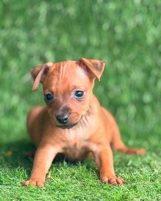Pinscher