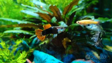 Pesci guppy