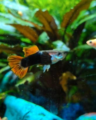 Pesci guppy