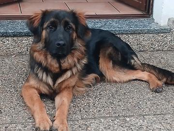 Pastore tedesco golden retriever