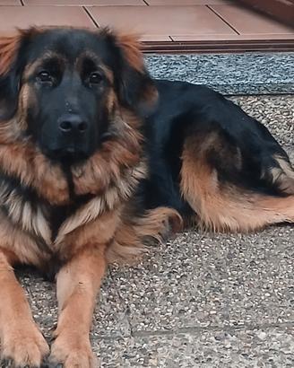 Pastore tedesco golden retriever