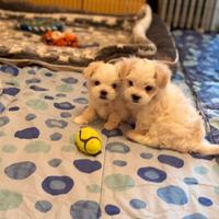 Cucciolo maltese "toy"