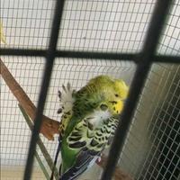 Cocorite Hagoromo Esotici Animali Pappagallini ucc