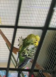 Cocorite Hagoromo Esotici Animali Pappagallini ucc