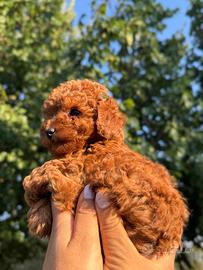 Barboncini mini toy e toy