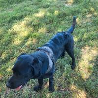 Labrador Retriever nero con pedigree disponibile p