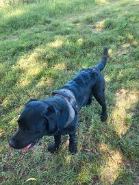 Labrador Retriever nero con pedigree disponibile p