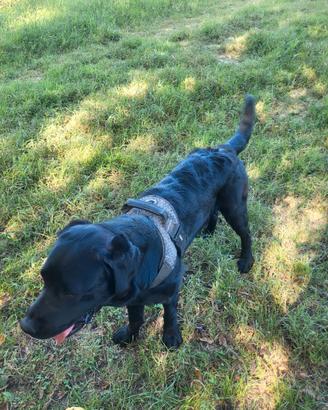 Labrador Retriever nero con pedigree disponibile p