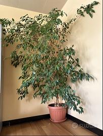 Ficus benjamine
