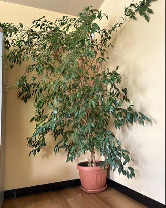 Ficus benjamine